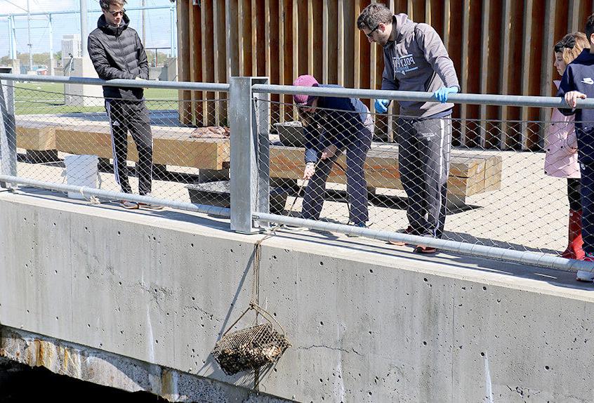 billion oyster project teacher hoisting oyster cage over doc edge